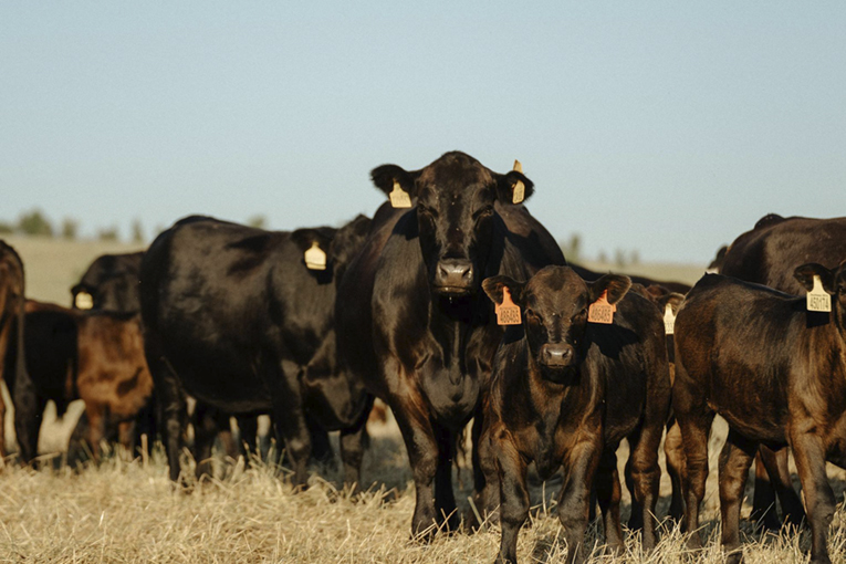 Beef Cattle Breeding