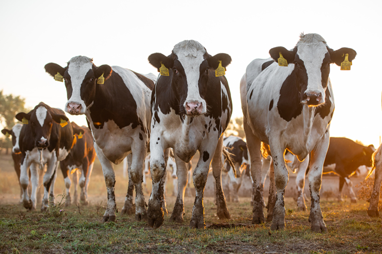 Pedigree Cattle Breeding