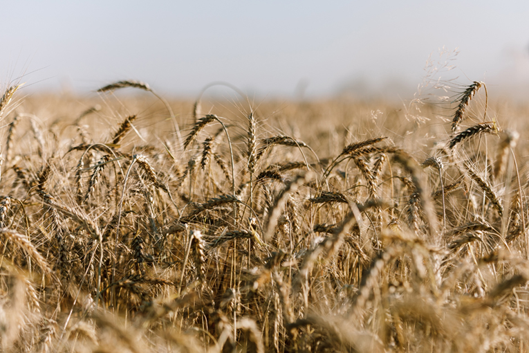 Crop production
