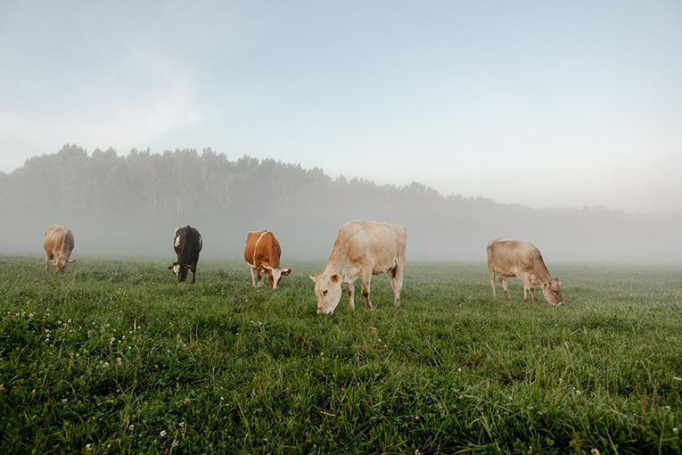 Organic food production