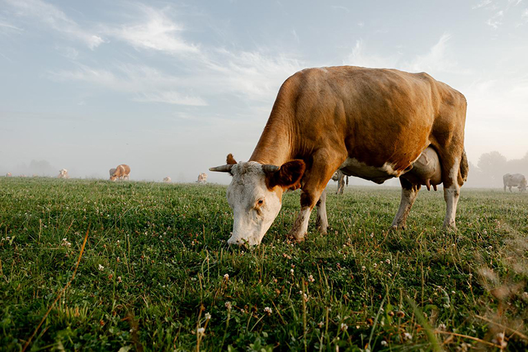 Organic food production