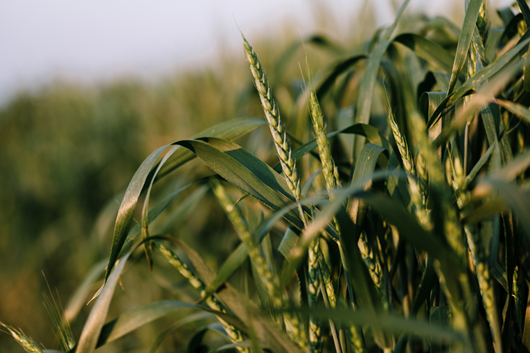 Seed breeding