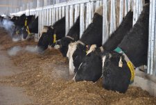 Opening of a livestock breeding complex