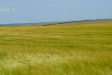 Field Day in Kursk Oblast