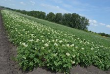 Field Day in Kursk Oblast