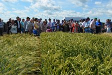 “New crops and plants. New genetics of winter wheat” Field Day