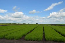 “New crops and plants. New genetics of winter wheat” Field Day