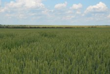 “New crops and plants. New genetics of winter wheat” Field Day