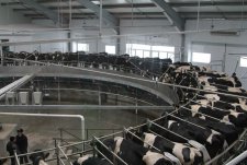 Opening of the rotary milking parlour