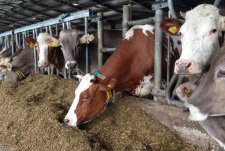 The first tour of the robotized dairy in Kaluzhskaya Niva