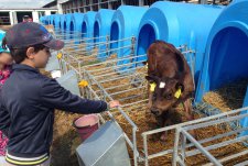 The first tour of the robotized dairy in Kaluzhskaya Niva