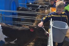 Tour of the robotic dairy in Boldasovka, Kaluzhskaya Niva