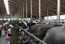 Tour of the robotic dairy in Boldasovka, Kaluzhskaya Niva