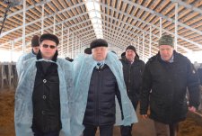 Opening of the modern dairy farm in Bushovka