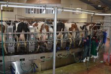 Clients of EkoNiva-Tekhnika visit a dairy in Voronezh oblast