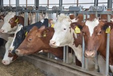 Clients of EkoNiva-Tekhnika visit a dairy in Voronezh oblast