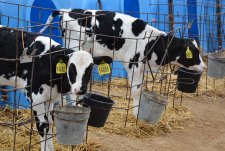 Clients of EkoNiva-Tekhnika visit a dairy in Voronezh oblast