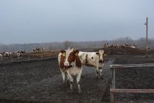 Clients of EkoNiva-Tekhnika visit a dairy in Voronezh oblast