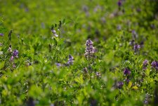 Forage Harvesting in Sibirskaya Niva