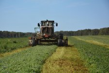 Forage Harvesting in Sibirskaya Niva