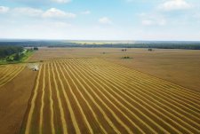 Grain crops harvesting in Sibirskaya Niva