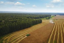 Grain crops harvesting in Sibirskaya Niva