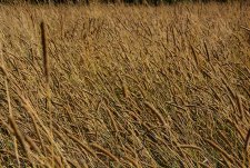 Grain crops harvesting in Sibirskaya Niva