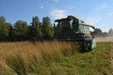 Grain crops harvesting in Sibirskaya Niva