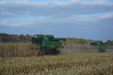 Grain corn harvesting in EkoNivaAgro