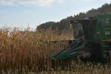 Grain corn harvesting in EkoNivaAgro