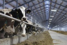 Opening of modernised Penkovo dairy