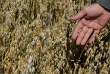 Оats harvesting in Savinskaya Niva