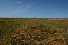 Оats harvesting in Savinskaya Niva