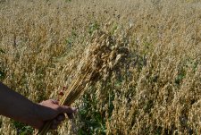 Оats harvesting in Savinskaya Niva