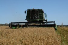 Оats harvesting in Savinskaya Niva