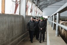 Launch of four modern dairy farms in Voronezh oblast