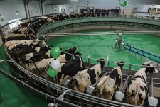 Launch of four modern dairy farms in Voronezh oblast