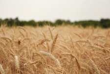 Agriculture technology seminar, Voronezh oblast, 7th July