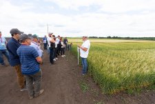 День поля в «Сибирской Ниве»