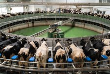 Opening of Penevichi dairy