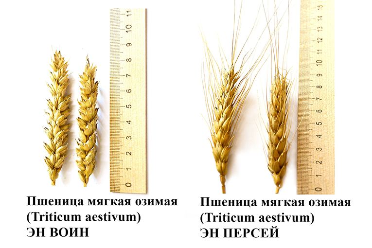 Два новых сорта «ЭкоНивы» внесены в Реестр селекционных достижений