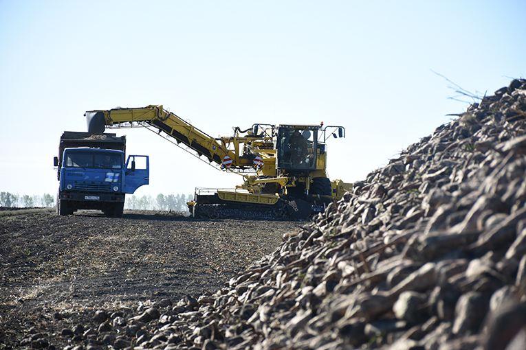 EkoNiva starts harvesting sugar beets in Kursk oblast 