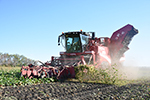 EkoNiva starts harvesting sugar beets in Kursk oblast 