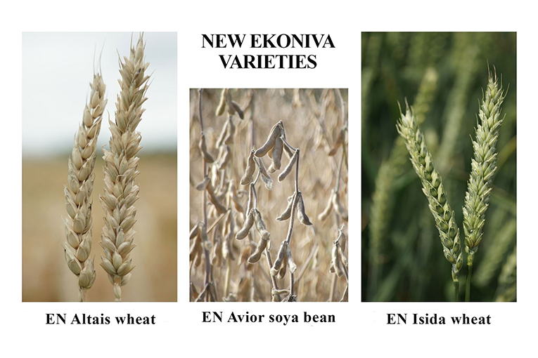 EkoNiva expands portfolio with in-house bred winter wheat and soya bean varieties