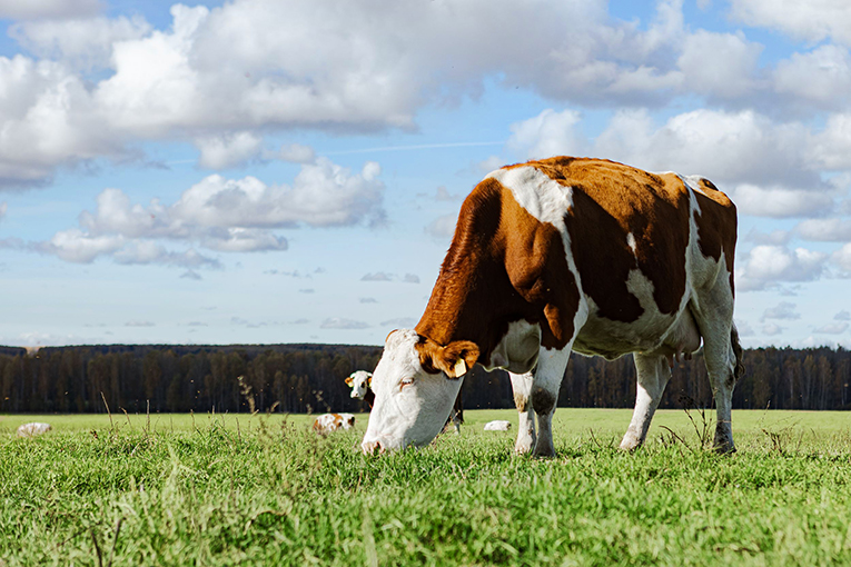 EkoNiva’s organic farm increases daily yields by 50%